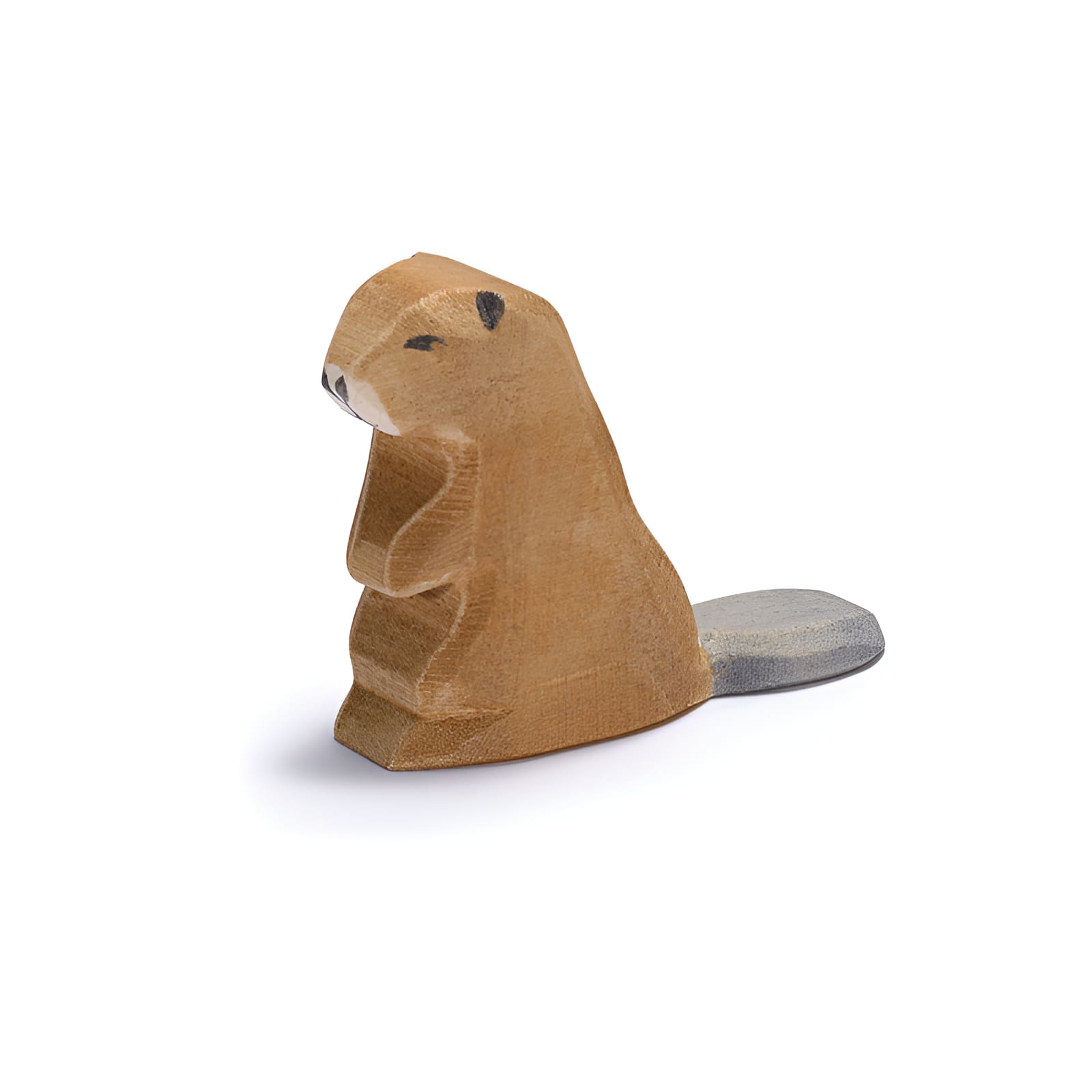 Beaver sitting 16266