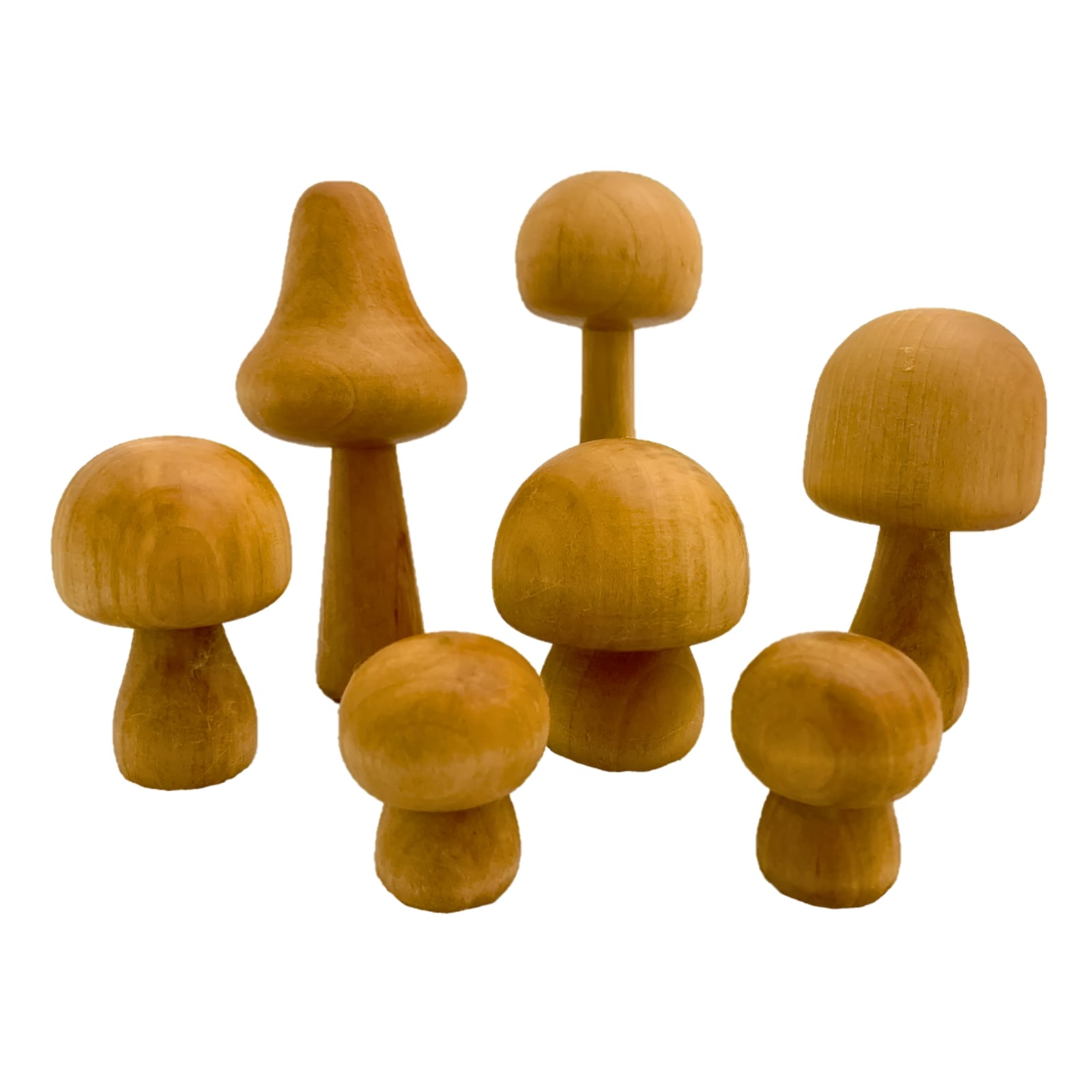 Pilze natur, 7-teilig