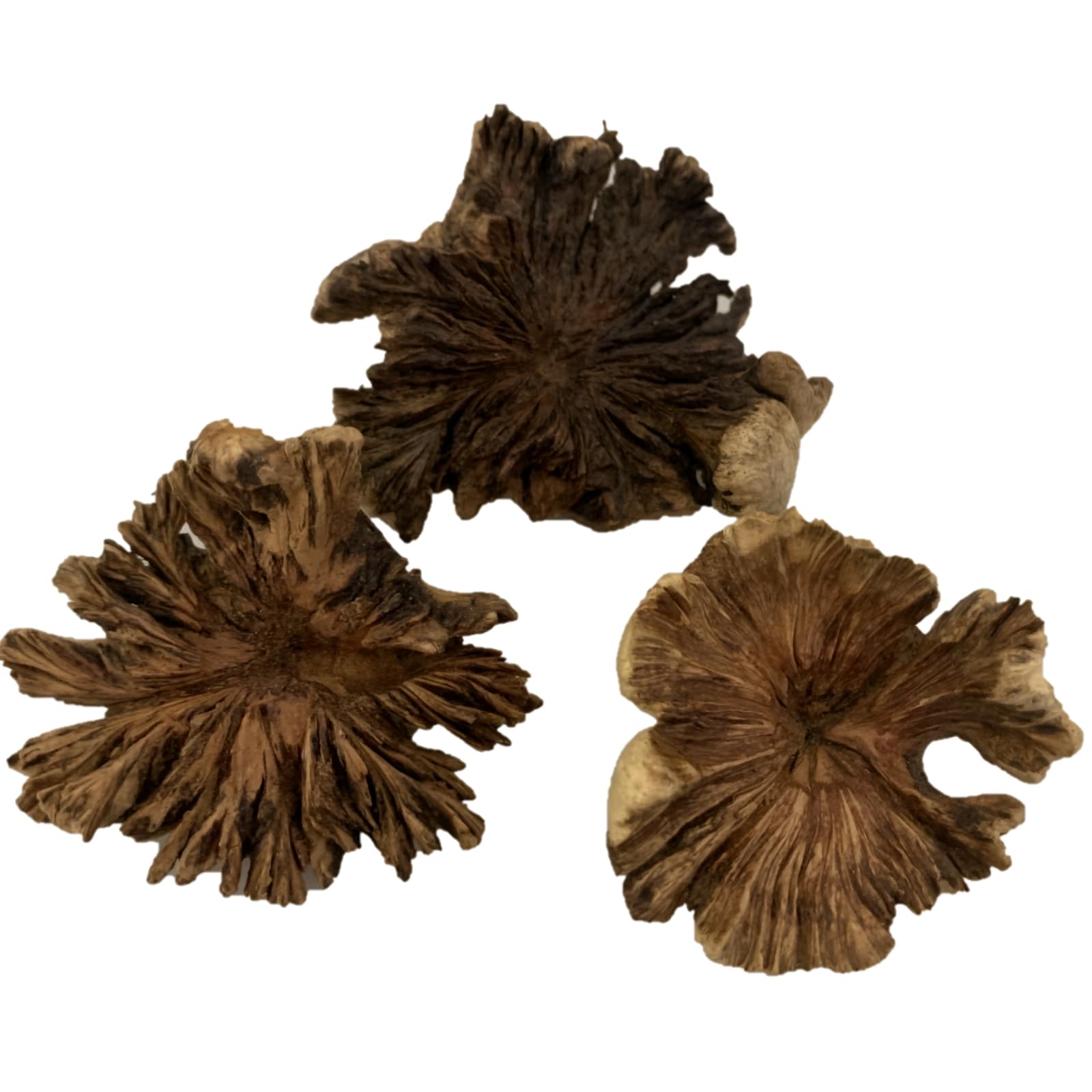 Holzrose Mittel, 3-teilig