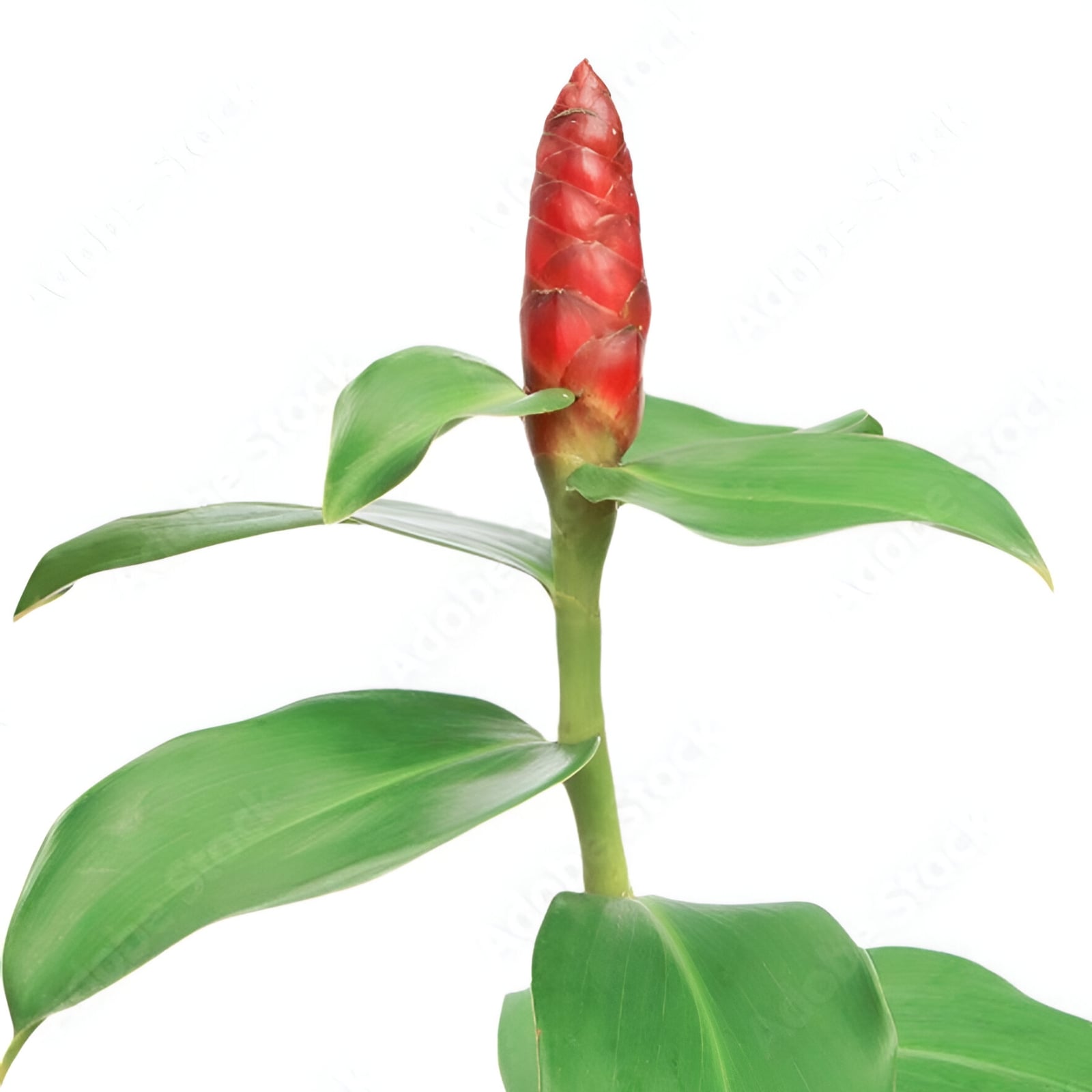 Mini WW Blumenknospen, 6-teiliger Mix